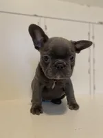 Queen, a female French Bulldog for sale in Warrenton, MO – Photo 5 of 10