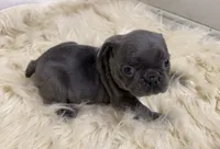 Queen, a female French Bulldog for sale in Warrenton, MO – Photo 10 of 10