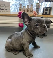 Queen, a female French Bulldog for sale in Warrenton, MO – Photo 2 of 10