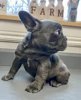 Queen, a female French Bulldog for sale in Warrenton, MO – Photo 4 of 10