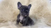 River ready 3/16, a female French Bulldog for sale in Warrenton, MO – Photo 1 of 10