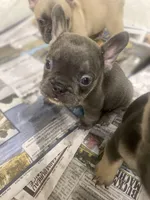 River ready 3/16, a female French Bulldog for sale in Warrenton, MO – Photo 9 of 10