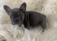 River ready 3/16, a female French Bulldog for sale in Warrenton, MO – Photo 5 of 10