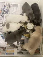 River ready 3/16, a female French Bulldog for sale in Warrenton, MO – Photo 10 of 10