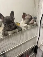 River ready 3/16, a female French Bulldog for sale in Warrenton, MO – Photo 7 of 10