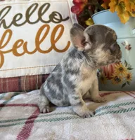 Pumpkin, a male French Bulldog for sale in Warrenton, MO – 3 of 10