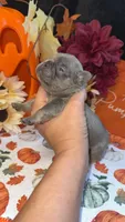 Peanut, a male French Bulldog for sale in Warrenton, MO – 2 of 7