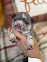 Hazel , a female French Bulldog for sale in Warrenton, MO – 5 of 7