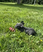 Tank, a male French Bulldog for sale in Warrenton, MO – 5 of 10