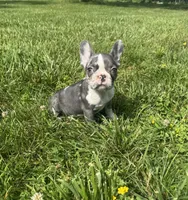 Rain, a female French Bulldog for sale in Warrenton, MO – 7 of 10
