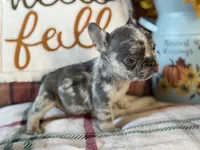 Pumpkin, a male French Bulldog for sale in Warrenton, MO – 6 of 10