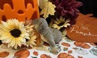 Willow, a female French Bulldog for sale in Warrenton, MO – 3 of 8