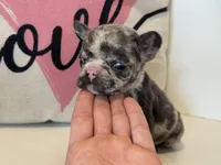 Spott, a male French Bulldog for sale in Warrenton, MO – Photo 1 of 8