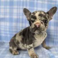 Spott, a male French Bulldog for sale in Warrenton, MO – Photo 7 of 10