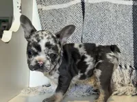 Spott, a male French Bulldog for sale in Warrenton, MO – Photo 5 of 10