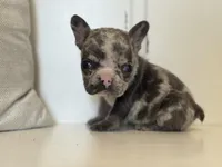 Spott, a male French Bulldog for sale in Warrenton, MO – Photo 3 of 8