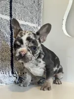 Spott, a male French Bulldog for sale in Warrenton, MO – Photo 1 of 10