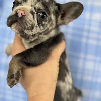 Spott, a male French Bulldog for sale in Warrenton, MO – Photo 8 of 10