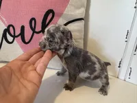 Spott, a male French Bulldog for sale in Warrenton, MO – Photo 4 of 8