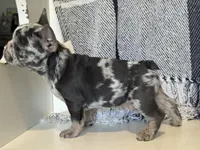 Spott, a male French Bulldog for sale in Warrenton, MO – Photo 2 of 10