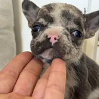 Spott, a male French Bulldog for sale in Warrenton, MO – Photo 10 of 10