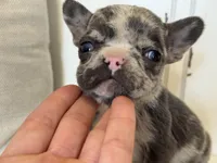 Spott, a male French Bulldog for sale in Warrenton, MO – Photo 2 of 8