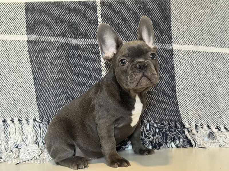 Chance – French Bulldog puppy for sale in Warrenton, MO