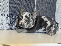 Spott, a male French Bulldog for sale in Warrenton, MO – Photo 4 of 10