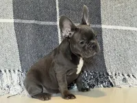 Chance, a male French Bulldog for sale in Warrenton, MO – Photo 5 of 6