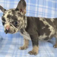 Spott, a male French Bulldog for sale in Warrenton, MO – Photo 6 of 10