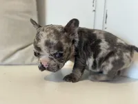 Spott, a male French Bulldog for sale in Warrenton, MO – Photo 6 of 8