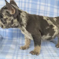 Spott, a male French Bulldog for sale in Warrenton, MO – Photo 9 of 10