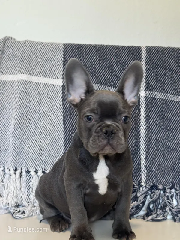 Chance – French Bulldog puppy for sale in Warrenton, MO