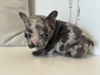 Spott, a male French Bulldog for sale in Warrenton, MO – Photo 8 of 8