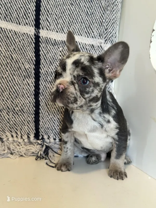 Spott – French Bulldog puppy for sale in Warrenton, MO