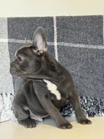 Chance, a male French Bulldog for sale in Warrenton, MO – Photo 4 of 6