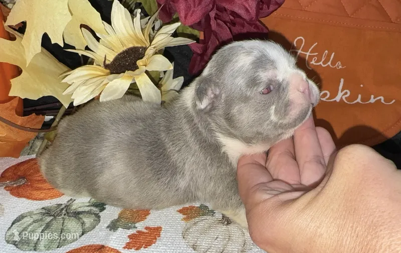 Honey – French Bulldog puppy for sale in Warrenton, MO