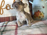 Pumpkin, a male French Bulldog for sale in Warrenton, MO – 7 of 10