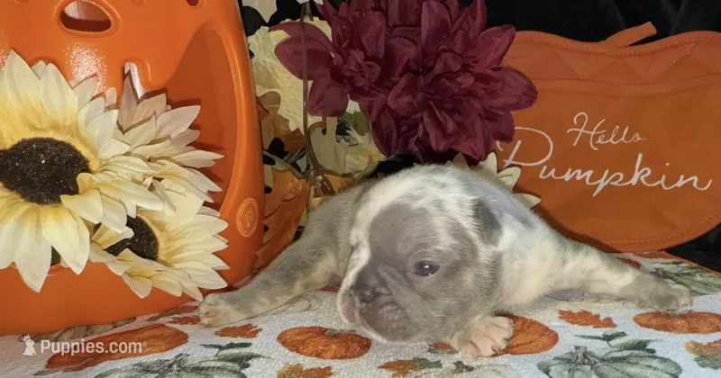 Tank – French Bulldog puppy for sale in Warrenton, MO