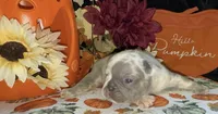 Tank, a male French Bulldog for sale in Warrenton, MO – 6 of 10