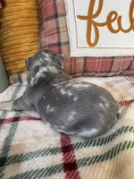 Dream, a female French Bulldog for sale in Warrenton, MO – 5 of 8