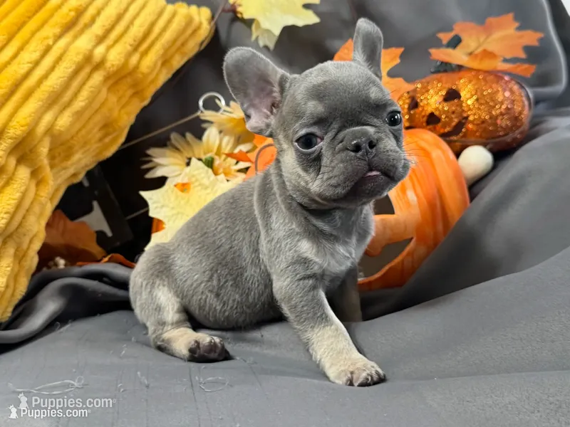 Peanut – French Bulldog puppy for sale in Warrenton, MO