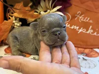 Peanut, a male French Bulldog for sale in Warrenton, MO – 4 of 7