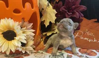 Willow, a female French Bulldog for sale in Warrenton, MO – 4 of 8