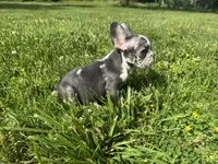 Rain, a female French Bulldog for sale in Warrenton, MO – 3 of 10
