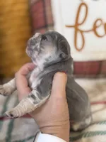 Dream, a female French Bulldog for sale in Warrenton, MO – 2 of 8
