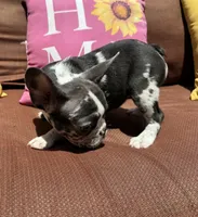 Rain, a female French Bulldog for sale in Warrenton, MO – 3 of 10