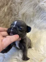 Runt, a male French Bulldog for sale in Warrenton, MO – Photo 2 of 7