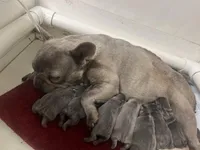 Runt, a male French Bulldog for sale in Warrenton, MO – Photo 7 of 7