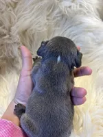 Runt, a male French Bulldog for sale in Warrenton, MO – Photo 3 of 7